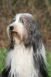 BEARDED COLLIE 419